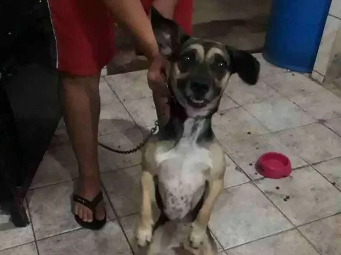 Cachorro raça Indefinida idade 1 ano nome Safira