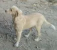 Xuxa
