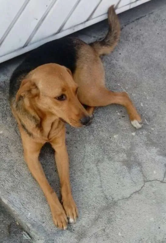 Cachorro ra a SRD idade 1 ano nome Star