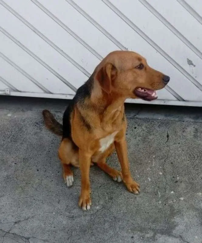 Cachorro ra a SRD idade 1 ano nome Star