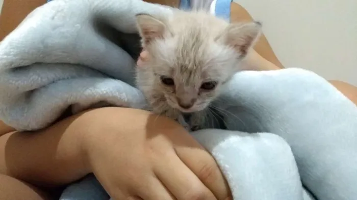 Gato ra a  idade Abaixo de 2 meses nome Kiara