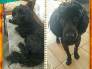 Cachorro raça POODLE idade 1 ano nome JACK BLACK!!!