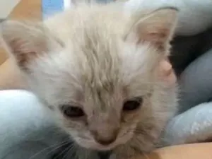 Gato raça  idade Abaixo de 2 meses nome Kiara