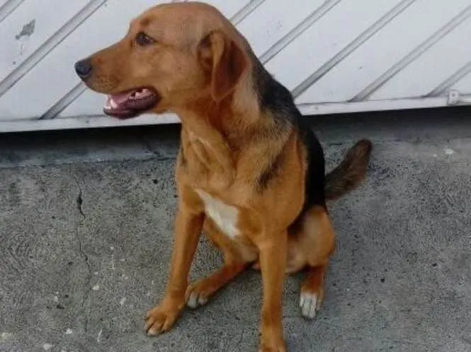 Cachorro ra a SRD idade 1 ano nome Star