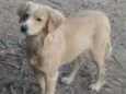 Xuxa