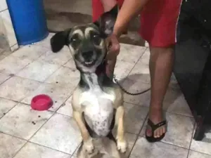 Cachorro raça Indefinida idade 1 ano nome Safira