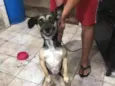 Safira