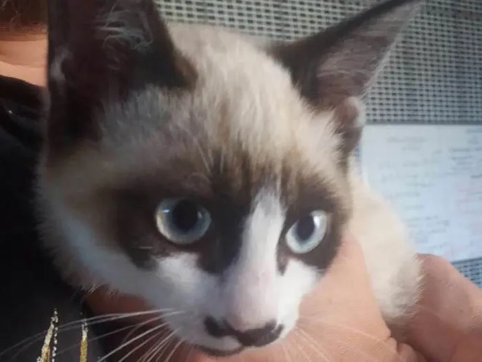 Gato ra a SRD idade 2 a 6 meses nome Dartanham