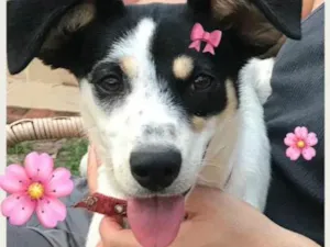 Cachorro raça SRD idade 1 ano nome ANGEL!!!