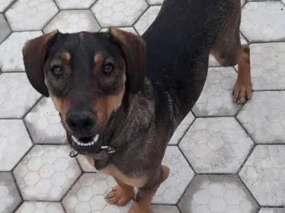 Cachorro raça Sem raça especificada idade 1 ano nome Lucky