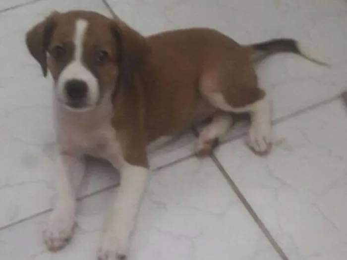 Cachorro ra a srd idade 2 a 6 meses nome Lunna