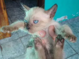 Gato raça SRD idade 2 a 6 meses nome Filhotes