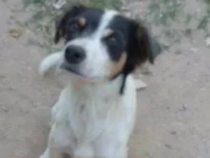 Cachorro raça indefinida idade 1 ano nome Ponte pra cá