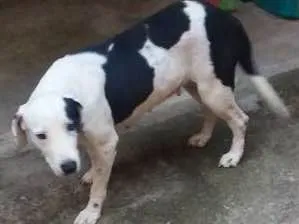Cachorro ra a Pit bull com rottweiler idade 4 anos nome Luna