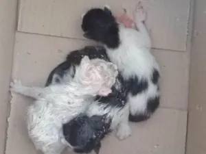Gato raça Vira lata idade Abaixo de 2 meses nome Todos recém nascidos