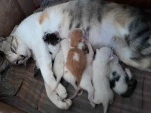 Gato raça Nao sei  idade 7 a 11 meses nome Chupeta 