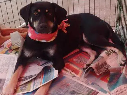 Cachorro ra a SRD idade 2 anos nome MILENA
