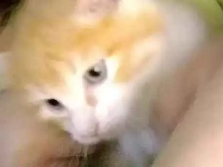 Gato ra a Indefinida idade 2 a 6 meses nome Simba