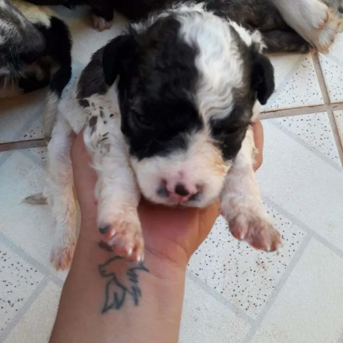 Cachorro raça viralata idade 2 a 6 meses nome Ela, Bela, mini etc.