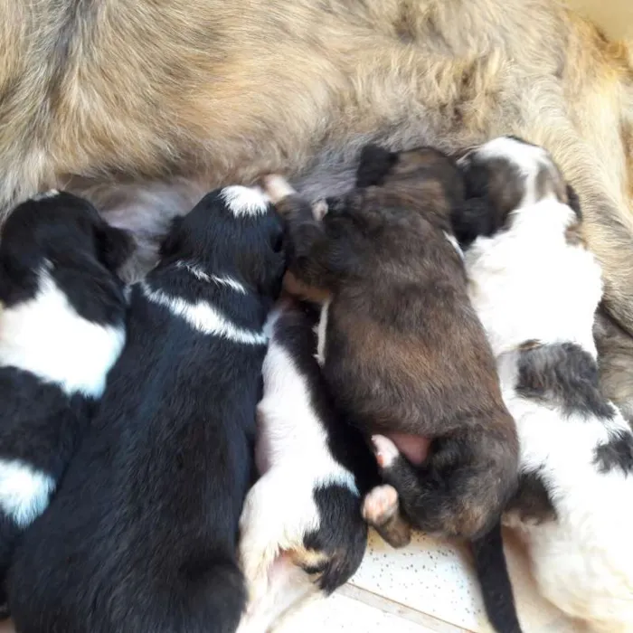 Cachorro raça viralata idade 2 a 6 meses nome Ela, Bela, mini etc.
