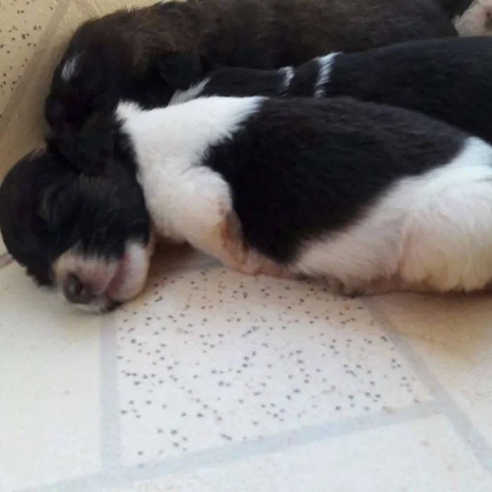 Cachorro raça viralata idade 2 a 6 meses nome Ela, Bela, mini etc.
