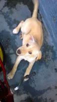 Cachorro raça vira lata idade 2 a 6 meses nome Luna
