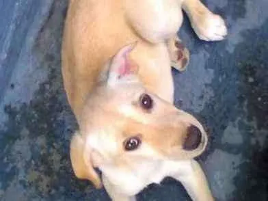 Cachorro raça vira lata idade 2 a 6 meses nome Luna