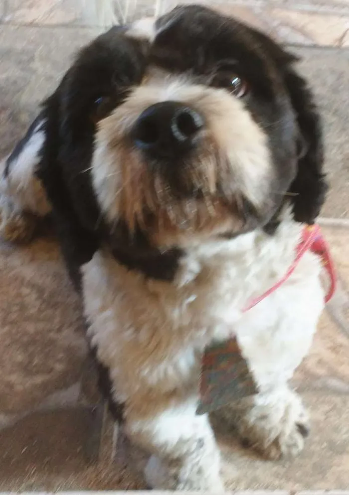 Cachorro ra a Srd idade 2 anos nome Não tem
