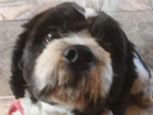 Cachorro raça Srd idade 2 anos nome Não tem