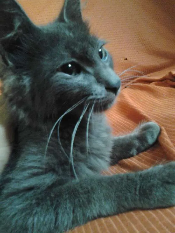 Gato ra a SRD idade 2 a 6 meses nome Tom,Wesley,Neguinha