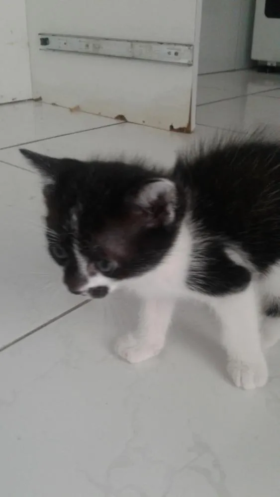 Gato ra a . idade Abaixo de 2 meses nome Filhotes