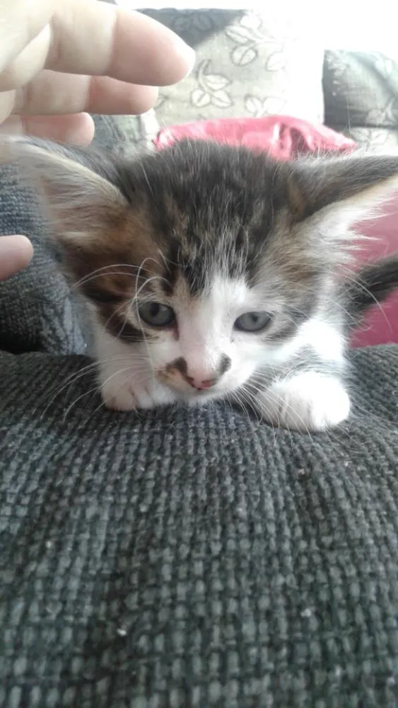 Gato ra a . idade Abaixo de 2 meses nome Filhotes
