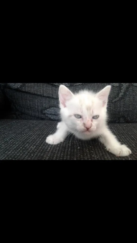 Gato ra a . idade Abaixo de 2 meses nome Filhotes