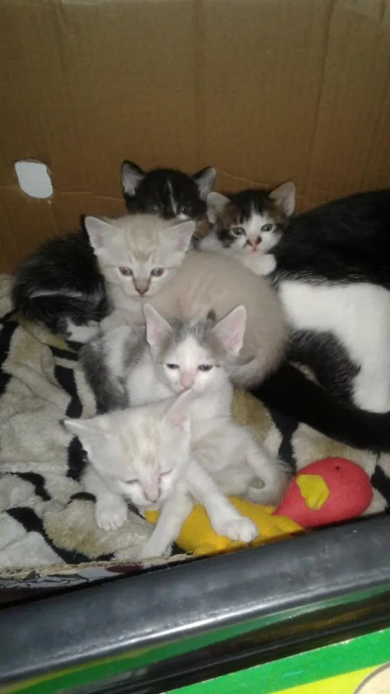 Gato ra a . idade Abaixo de 2 meses nome Filhotes