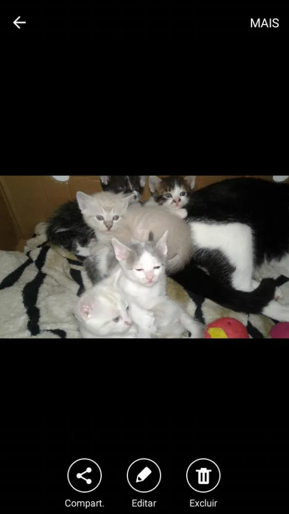 Gato ra a . idade Abaixo de 2 meses nome Filhotes