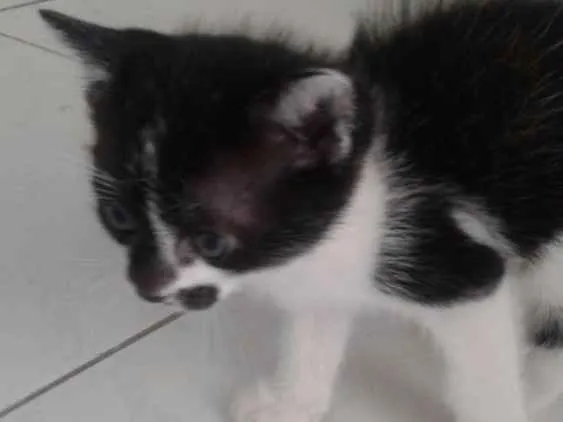 Gato ra a . idade Abaixo de 2 meses nome Filhotes