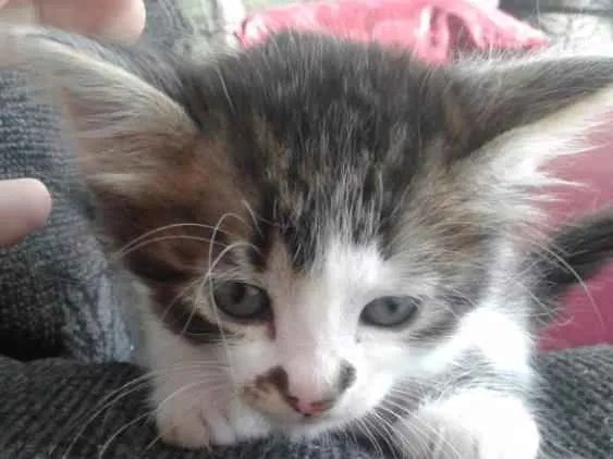 Gato ra a . idade Abaixo de 2 meses nome Filhotes