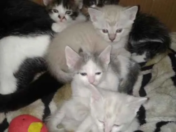 Gato ra a . idade Abaixo de 2 meses nome Filhotes