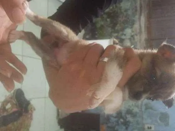 Cachorro ra a  idade Abaixo de 2 meses nome Sem nome