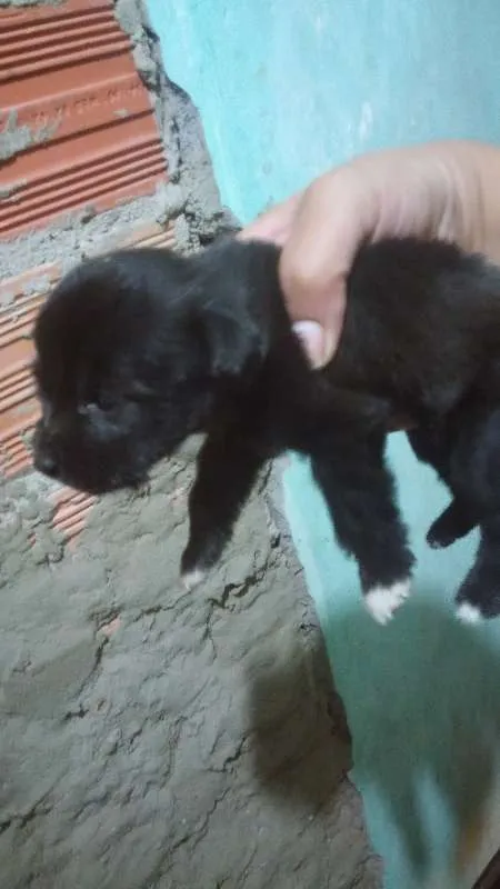 Cachorro ra a  idade Abaixo de 2 meses nome Sem nome
