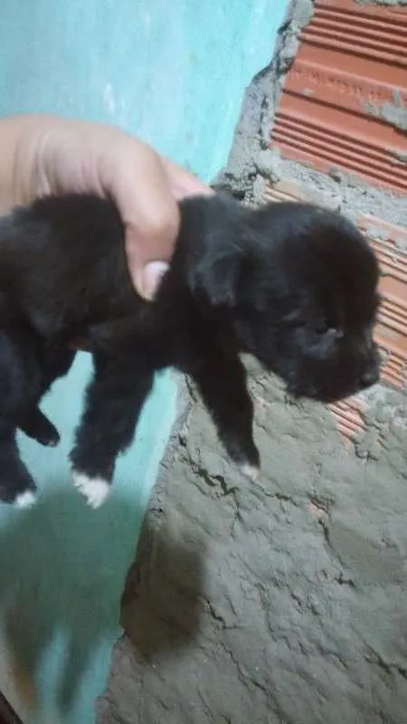 Cachorro ra a  idade Abaixo de 2 meses nome Sem nome