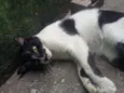 ZAC