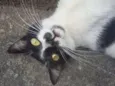 ZAC