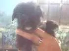 Cachorro raça  idade Abaixo de 2 meses nome Sem nome