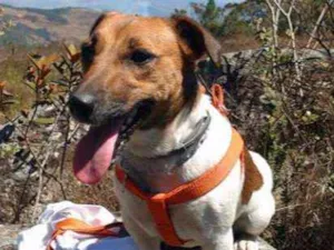 Cachorro raça jack russel idade 1 ano nome Tita