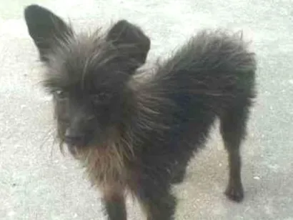 Cachorro raça Desconheço idade  nome Não sei