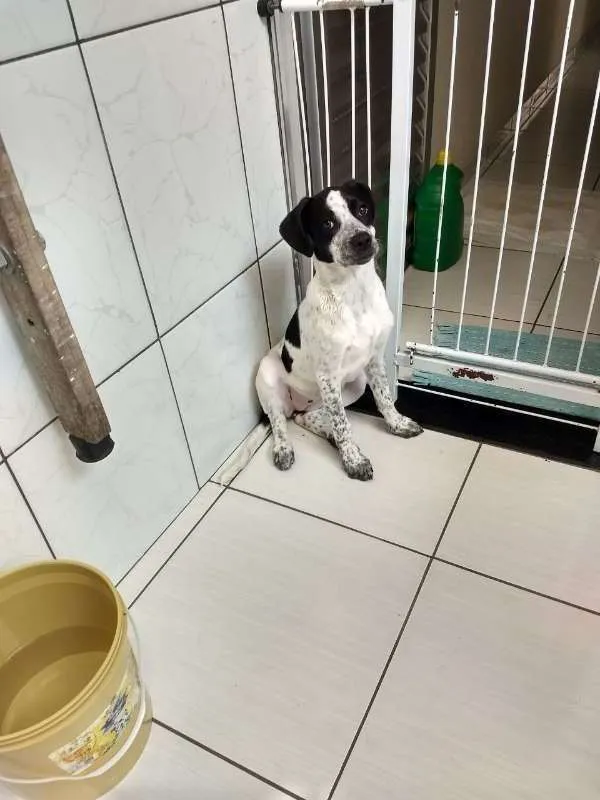 Cachorro raça SRD idade 2 a 6 meses nome Drika