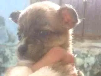 Cachorro ra a  idade Abaixo de 2 meses nome Sem nome