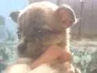 Cachorro raça  idade Abaixo de 2 meses nome Sem nome