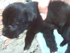 Cachorro raça  idade Abaixo de 2 meses nome Sem nome